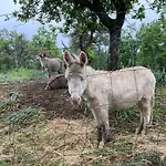 Pranu Farm stay