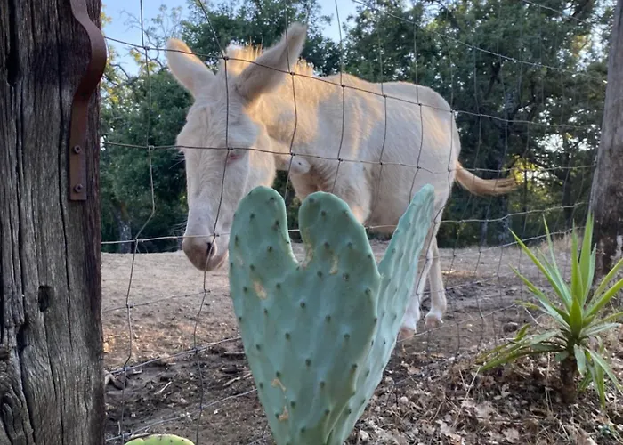 Alloggio per agriturismo Pranu *