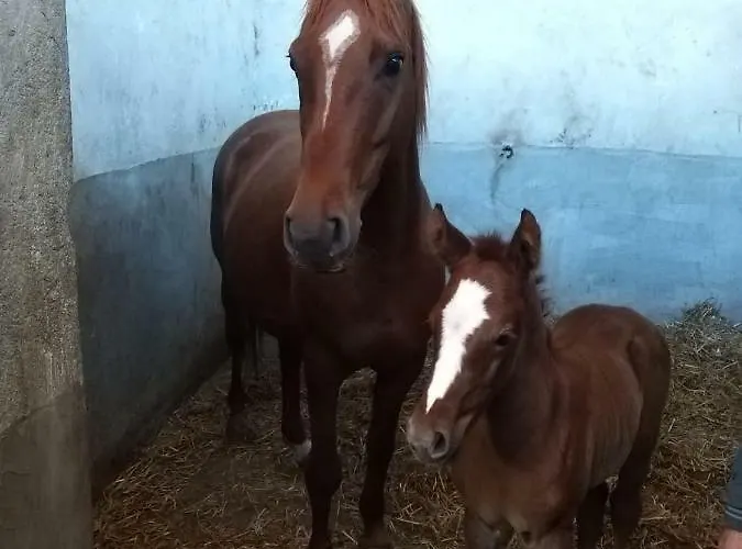 Pranu Alloggio per agriturismo Sorgono